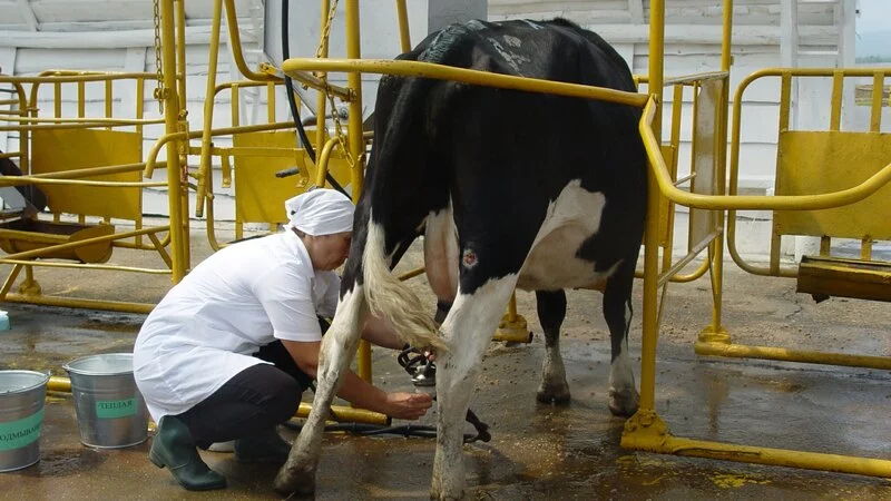 Сахалинка приняла участие в конкурсе по искусственному осеменению