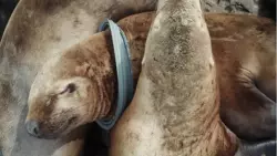 Главу Сахалина призывают создать морскую службу спасения сивучей