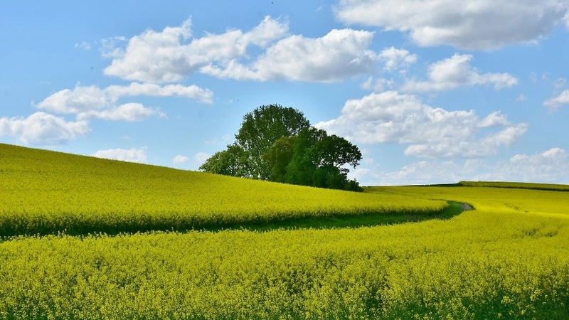 Синоптики обещают Сахалину жару, Курилам – циклон