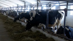 «Дело жизни»: как сахалинский фермер увеличивает объемы производства молока