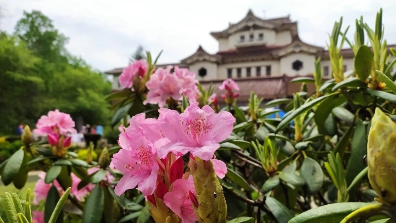 День защиты детей и поддержка президента: чем живет Сахалин в первые дни лета