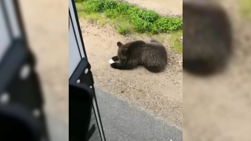 Сахалинцы накормили медвежонка йогуртом, что сильно не устроило его мать