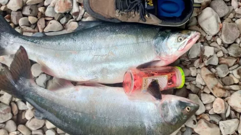 Первым уловом горбуши хвастают рыбаки Сахалина