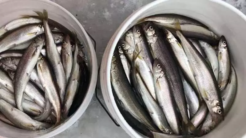 Сахалинцы мешками выносят рыбу с Руре