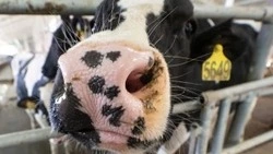 Пора большого молока: как один агрохолдинг производит больше половины продукции на Сахалине