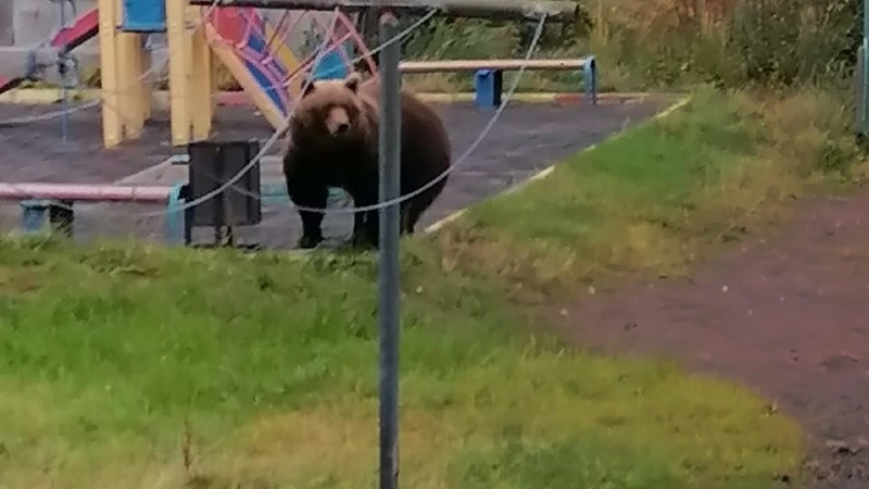 Полицейские застрелили медведя, который пришел на детскую площадку в Северо-Курильске