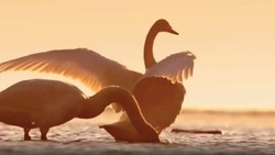 Завораживающие кадры с лебедями в море сделал сахалинский фотограф