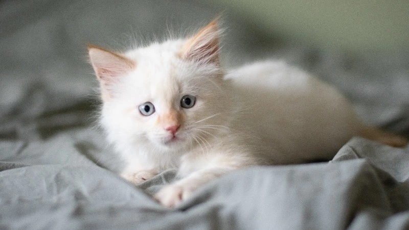 Котенок с пулей и автобус без колеса: новости выходных в Сахалинской области