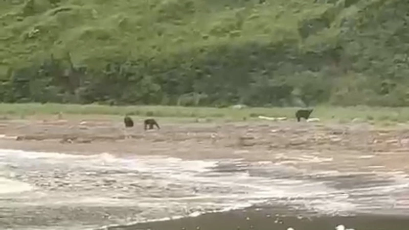 Семью медведей заметили у бухты Тихой на Сахалине