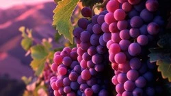 Сахалинскую область включили в список виноградо-винодельческих зон России