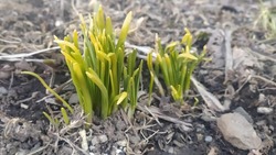 «Лето близко»: жители Южно-Сахалинска нашли зеленую траву