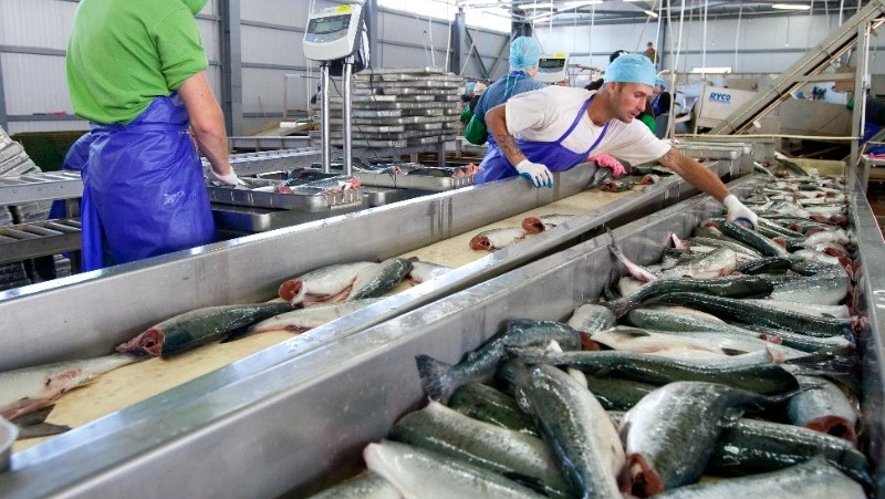 Свежую кету по 90 рублей за килограмм привезли жителям и гостям Итурупа 30 октября