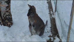 Снег в ноябре удивил семью кенгуру в зоопарке Южно-Сахалинска