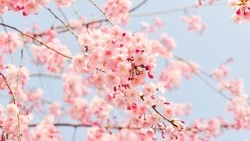 В Японии поняли, почему Россия начала спецоперацию на Украине