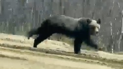 Медведи устроили пробежку по проезжей части в Ногликском районе