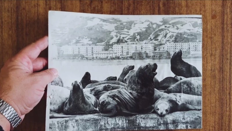 Известный видеограф показал архивное фото сивучей в Невельске