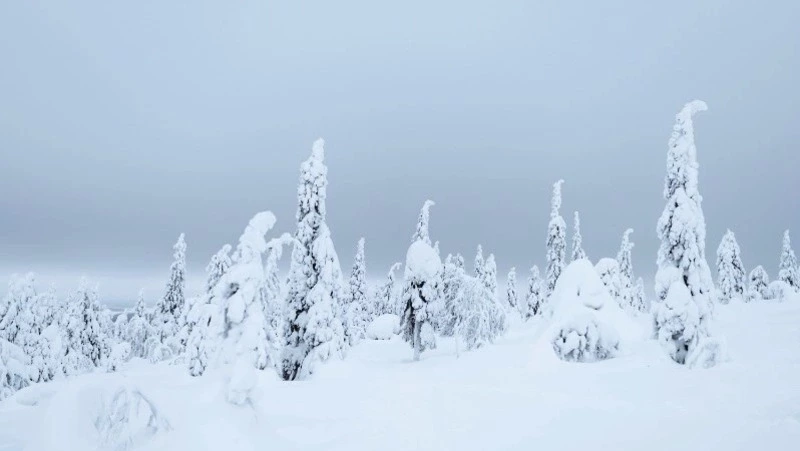От легкого снежка до метели: погода в Сахалинской области на 15 февраля