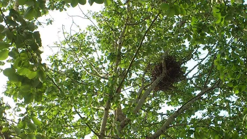 Борьба с воронами напоминает спасателям фильм ужасов