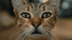 Какой сегодня день? Праздники, памятные даты 8 августа 2025 года