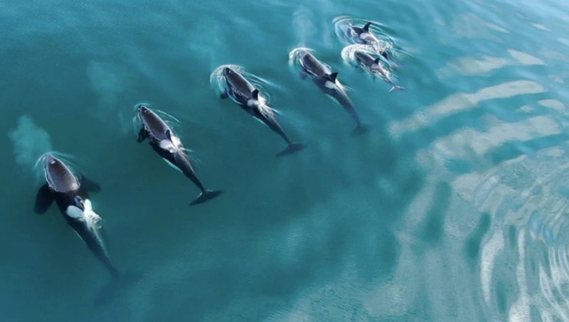 Видеофакт: косатки с сердечками на спинах дрейфовали у маяка Анива