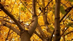 Дождливое утро и солнечный вечер спрогнозировали синоптики в Южно-Сахалинске 3 октября 