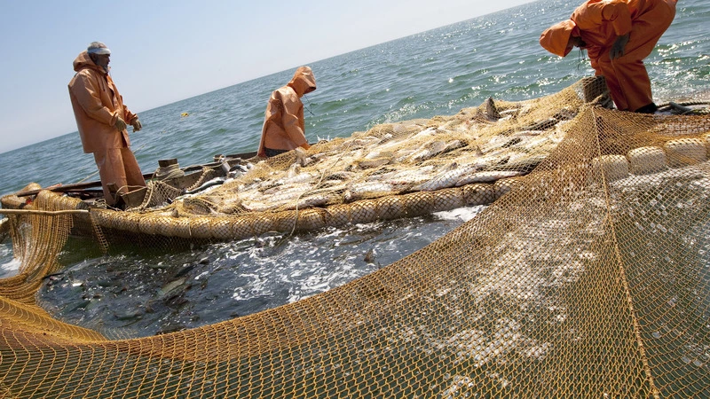 Рыбакам разрешили «красную» путину. ДАТЫ