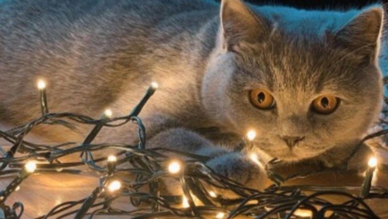 Травматология и часть Южно-Сахалинска останутся без света 11 декабря