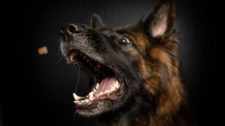 Женщина со следами укусов умерла от кровопотери в Холмском районе