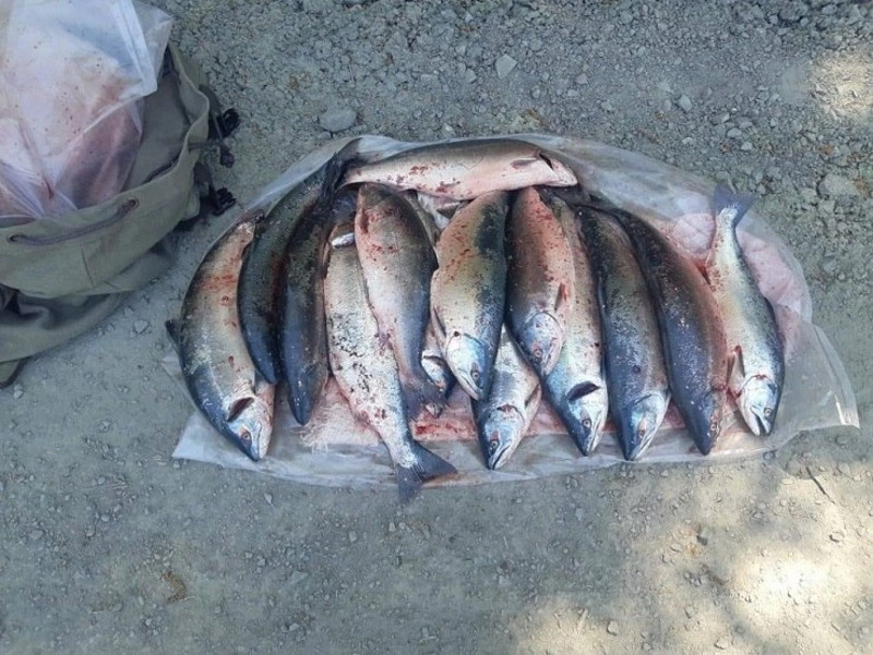 Браконьера с пакетом красной икры задержали на сахалинской дороге