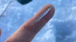 Крошечный зубарь удивил рыбаков на Сахалине