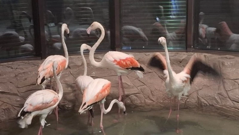 Фламинго и эму прибыли в Сахалинский зооботанический парк
