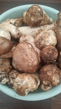 Ведро краснокнижных грибов мацутакэ продают за 2 тысячи рублей в Новом Дальнем