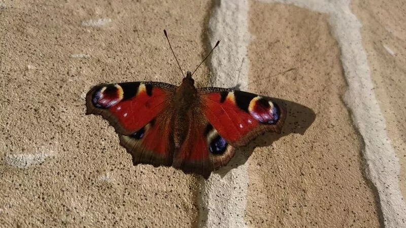 На Сахалине проснулись бабочки