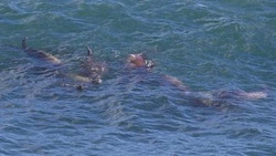 Сотрудники заповедника «Курильский» рассказали о прибытии сивучей к берегам Кунашира