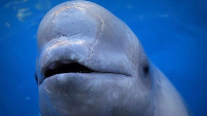 Госдума в силах уничтожить «китовые тюрьмы» в России