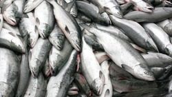 Российские промысловики первенствуют в добыче тихоокеанского лосося