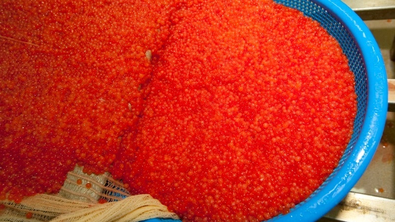 Жители Сахалина получили условный срок за 71 горбушу и 885 граммов икры 