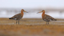 «Не только батарейки». Депутат обозначил главную проблему зеленой энергетики