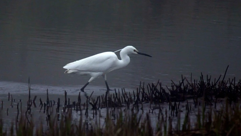 Редкую белую цаплю заметили на Кунашире в третий раз