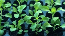 Важный месяц: какие овощи посадить на рассаду в феврале