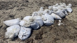 Пограничники Сахалина спасли от браконьеров трепангов более чем на 5 млн рублей