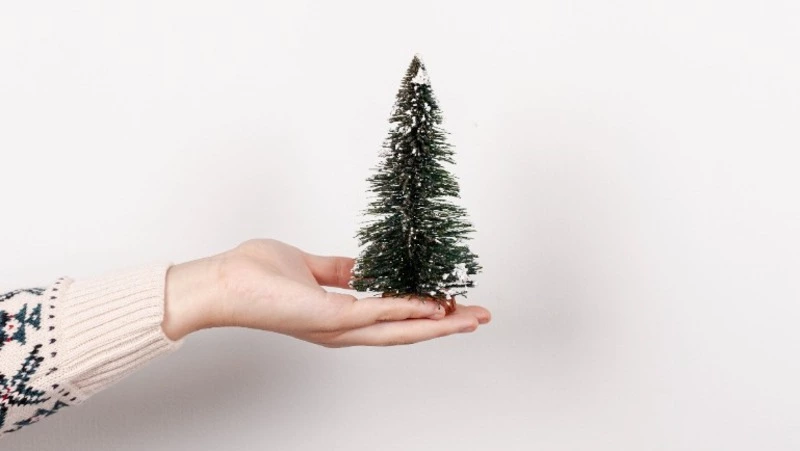 Роспотрбнадзор: как сахалинцам выбрать живую новогоднюю ель 