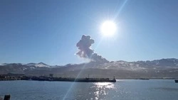 Молодую косатку заметили у берегов Северных Курил