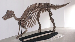В сахалинский музей из Японии прибыл скелет динозавра