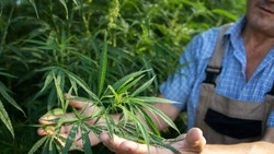 Житель Сахалина вырастил и продал за два миллиона рублей урожай конопли разных лет