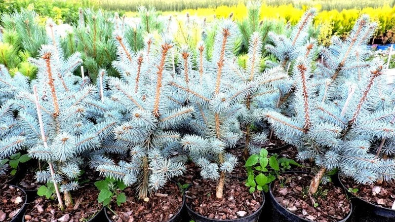 Мэрия Южно-Сахалинска ответила на запрос про исчезнувшие голубые ели