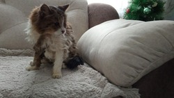 Самого старого кота нашли в Анивском округе на Сахалине 