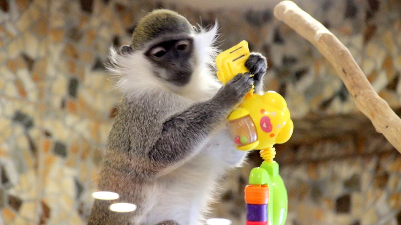 Соблазнить дикую кошку