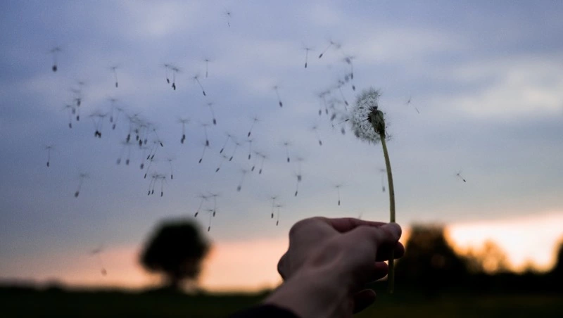 Прогноз погоды на Сахалине и Курилах на 25 сентября: небольшая облачность и ветер 