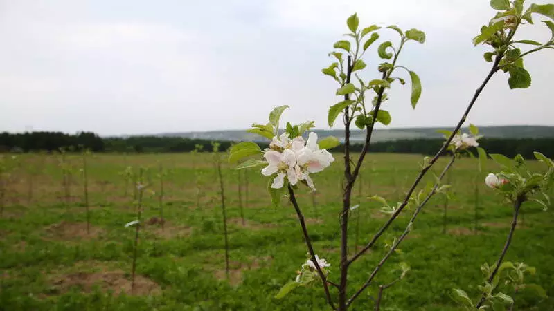 Сахалинским садоводам и огородникам обещают до 30 млн рублей ежегодно